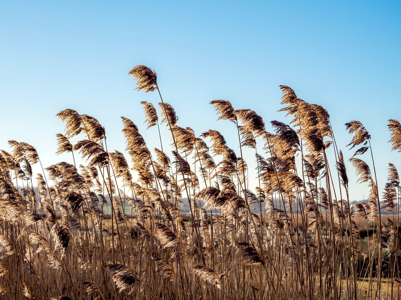 Winter reeds in golden sunlight (Photo by Author)