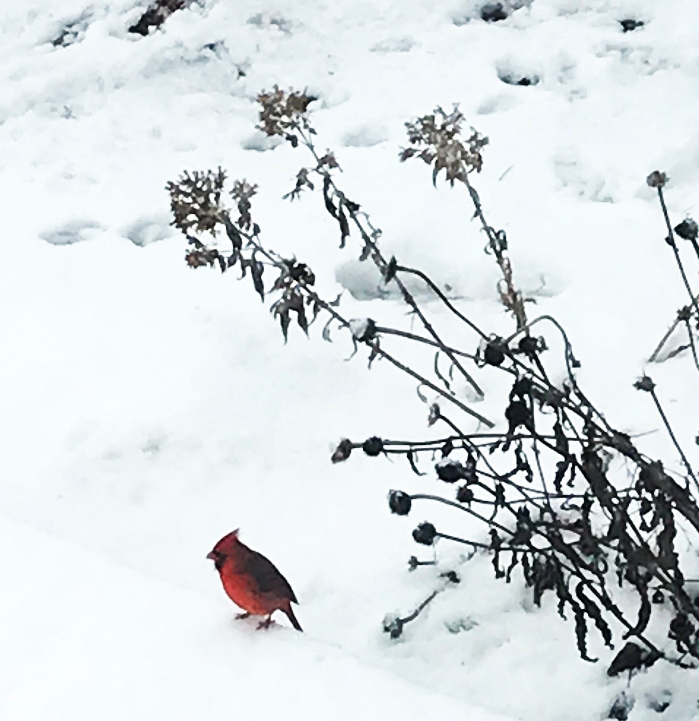 the-lore-and-legend-of-the-cardinal-by-carol-labuzzetta-ms-the-daily-cuppa-grande-medium for Free Printable Legend Of The Cardinal The Lore and Legend of the Cardinal | by Carol Labuzzetta, MS | The Daily Cuppa Grande | Medium for Free Printable Legend Of The Cardinal