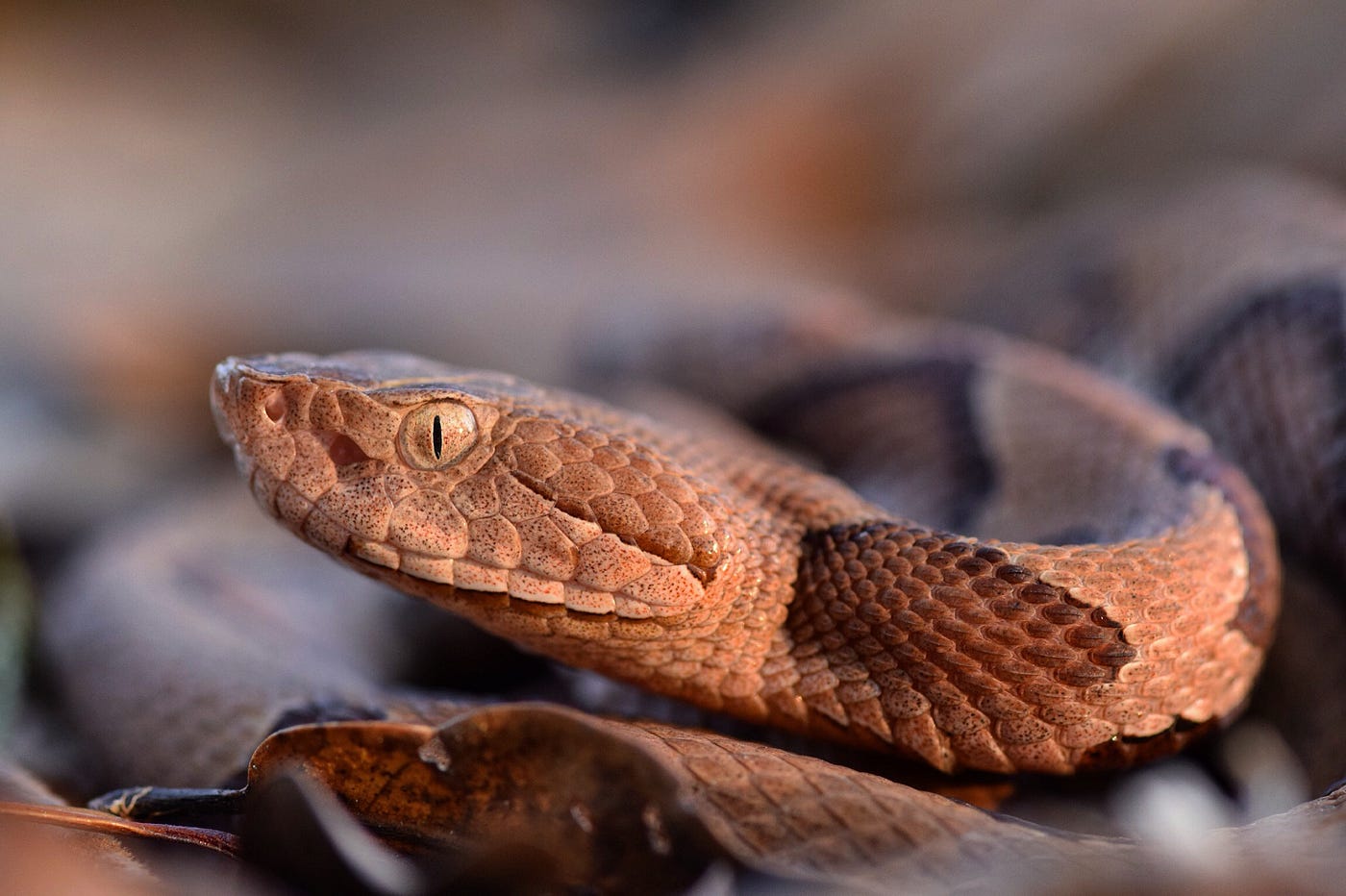 Snake, don't step on the critter's back