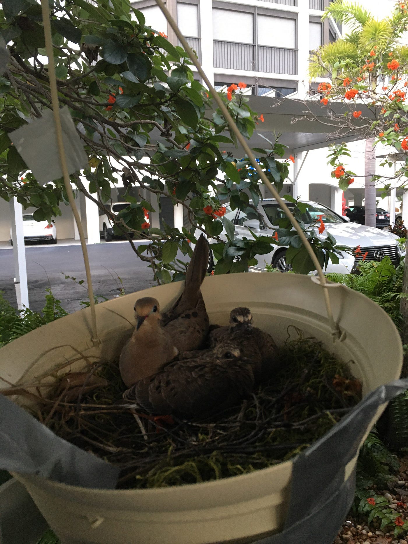 How to Keep Birds from Nesting in Carport: Proven Easy Tips