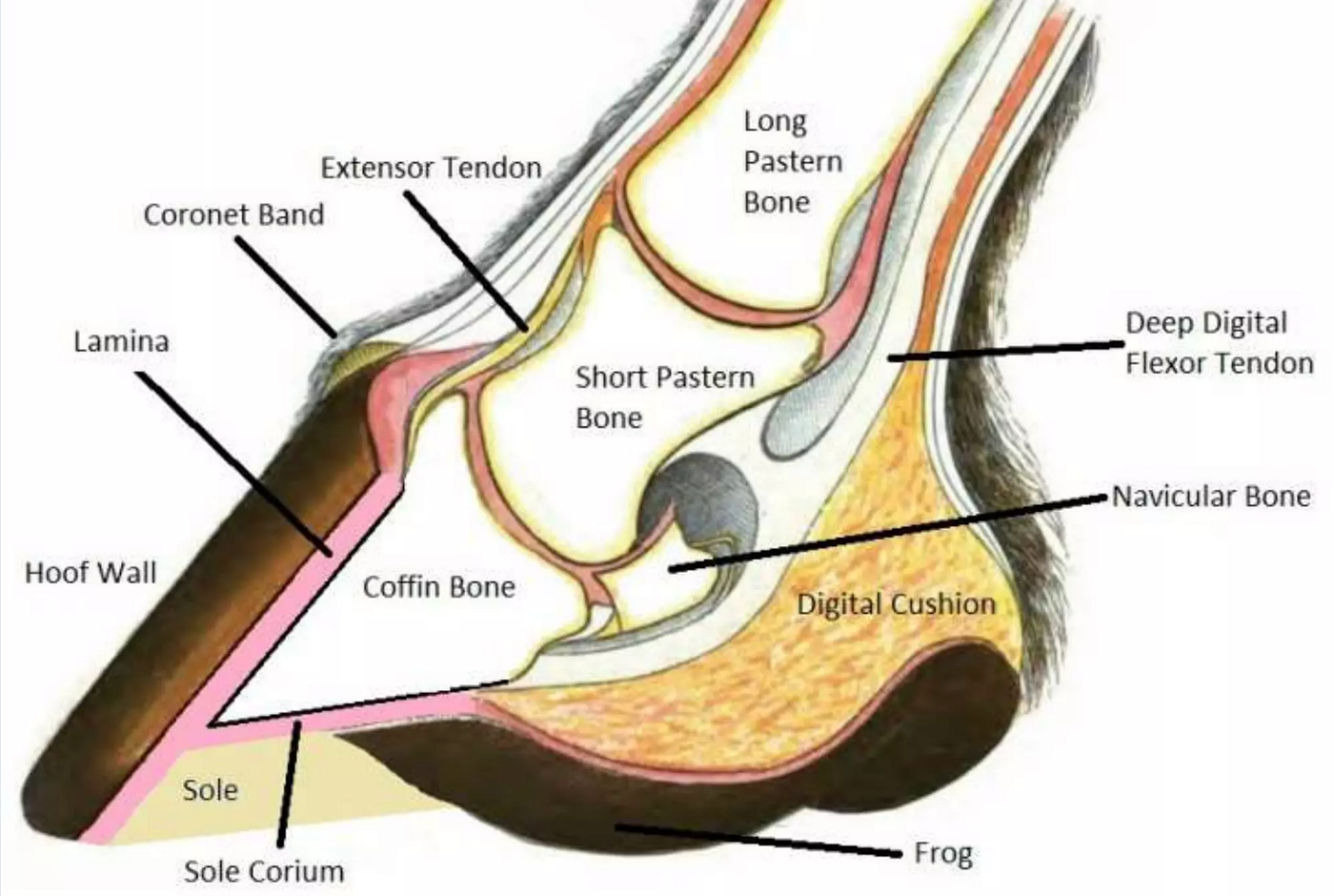 Laminitis Made Simple: The Hidden Danger in Horse Hooves