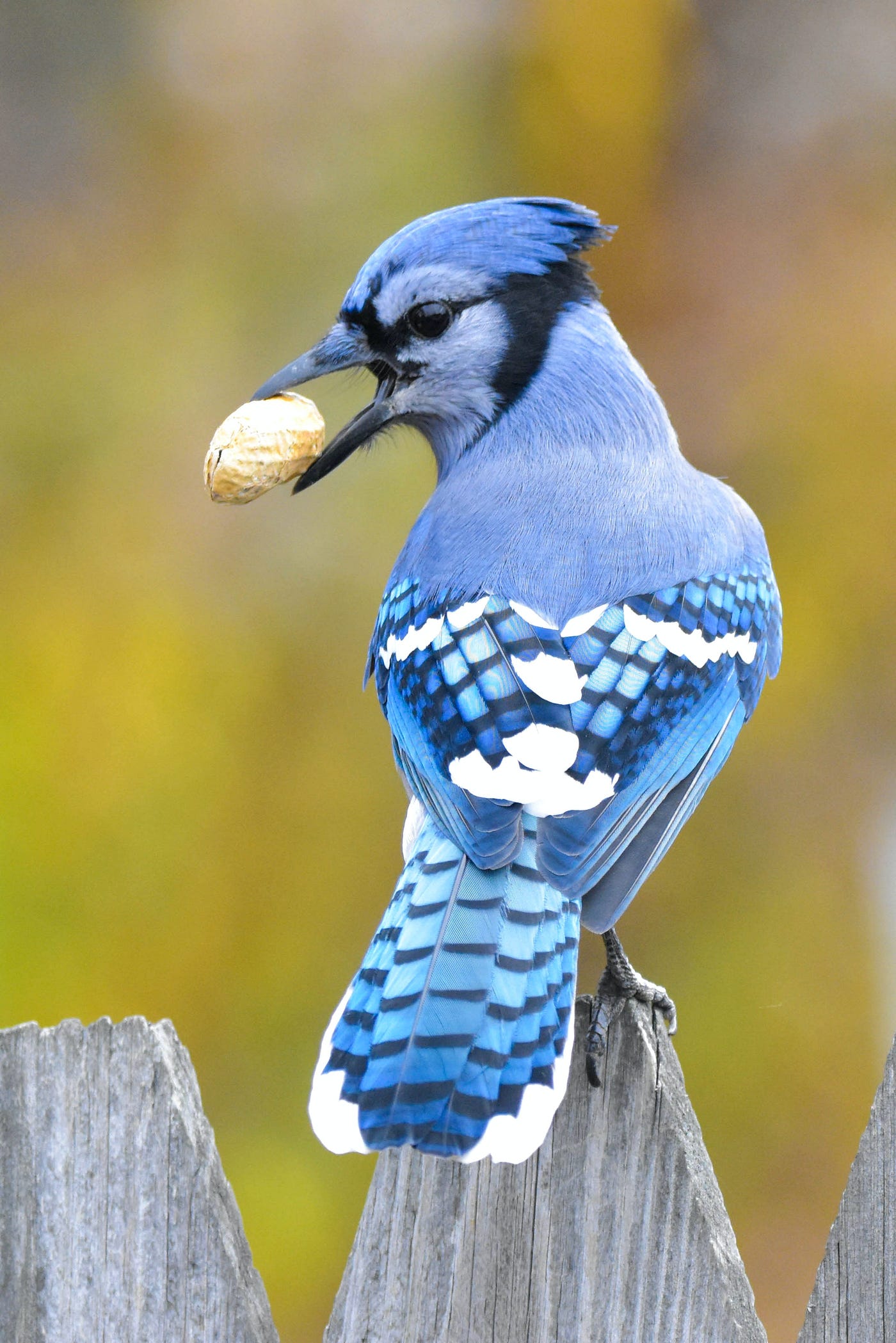 One Bird A Day: Blue Jay. A Majestic Bird Revealing Folklore and…, by  Kenny L