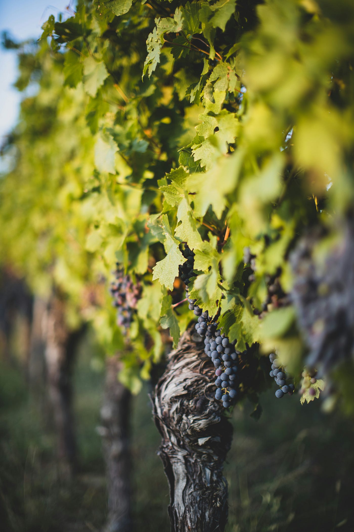 Bases 101: Vigne et raisin