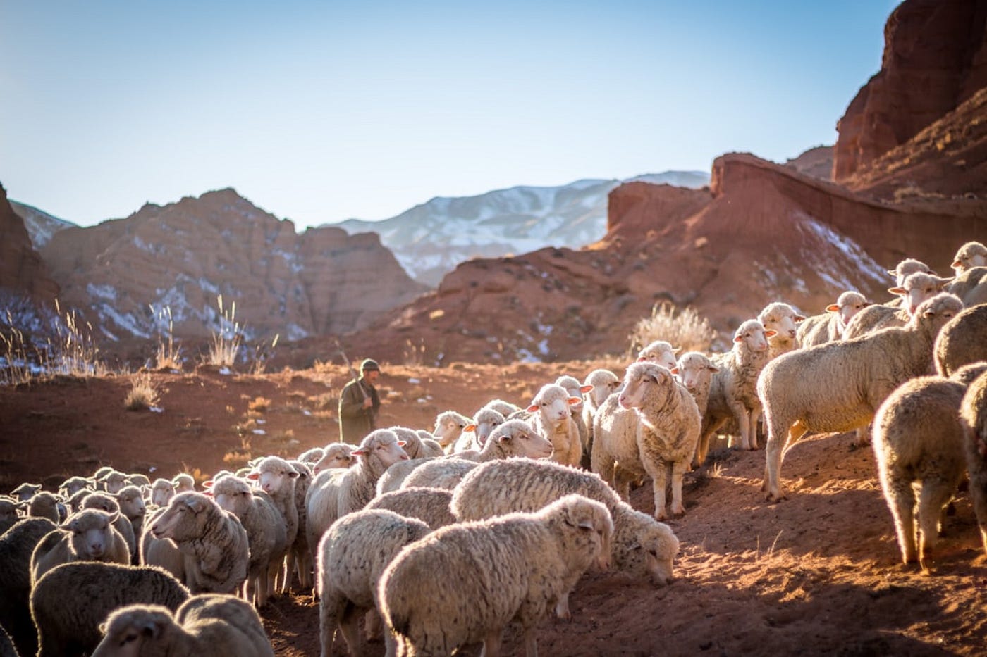 The Shepherd’s Covenant: How Himalayan Herds Preserve What We Call “Wilderness”