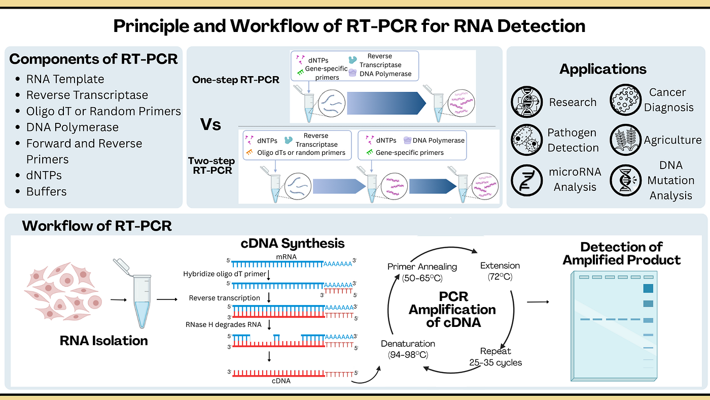 From RNA to Results: How RT-PCR Powers Modern Science