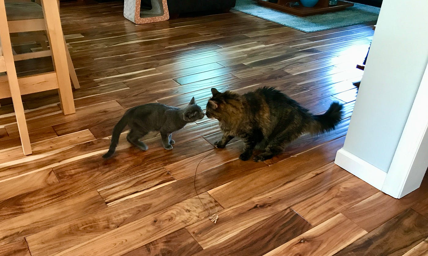 Holly meeting the new boy toy? Authors photo