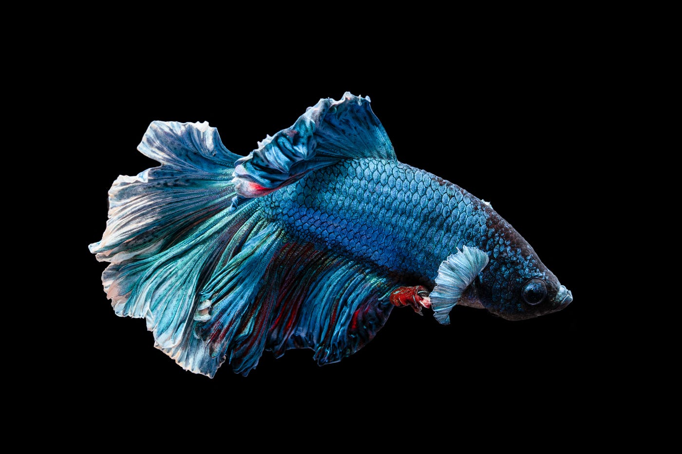 Betta Off Dead. As a kid, I had a Betta. Well, that's…, by Thomas James, The Vicious Circle