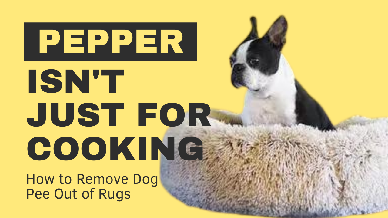 how to get pee out of dog bed