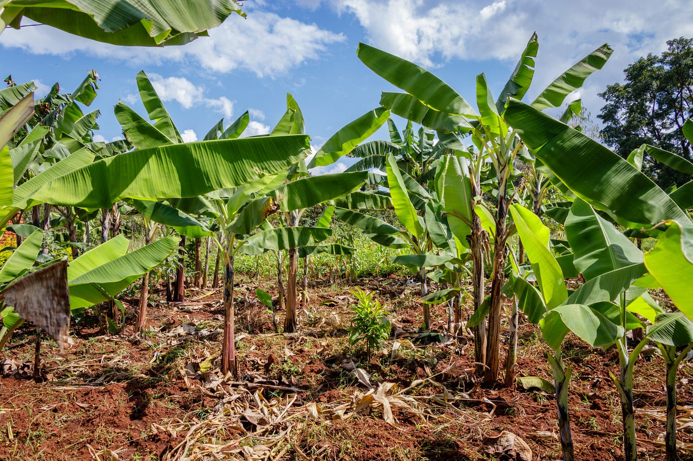 Africa can become a global player in food value chains with the use of technology