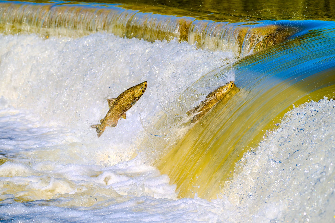 Swimming Against the Current