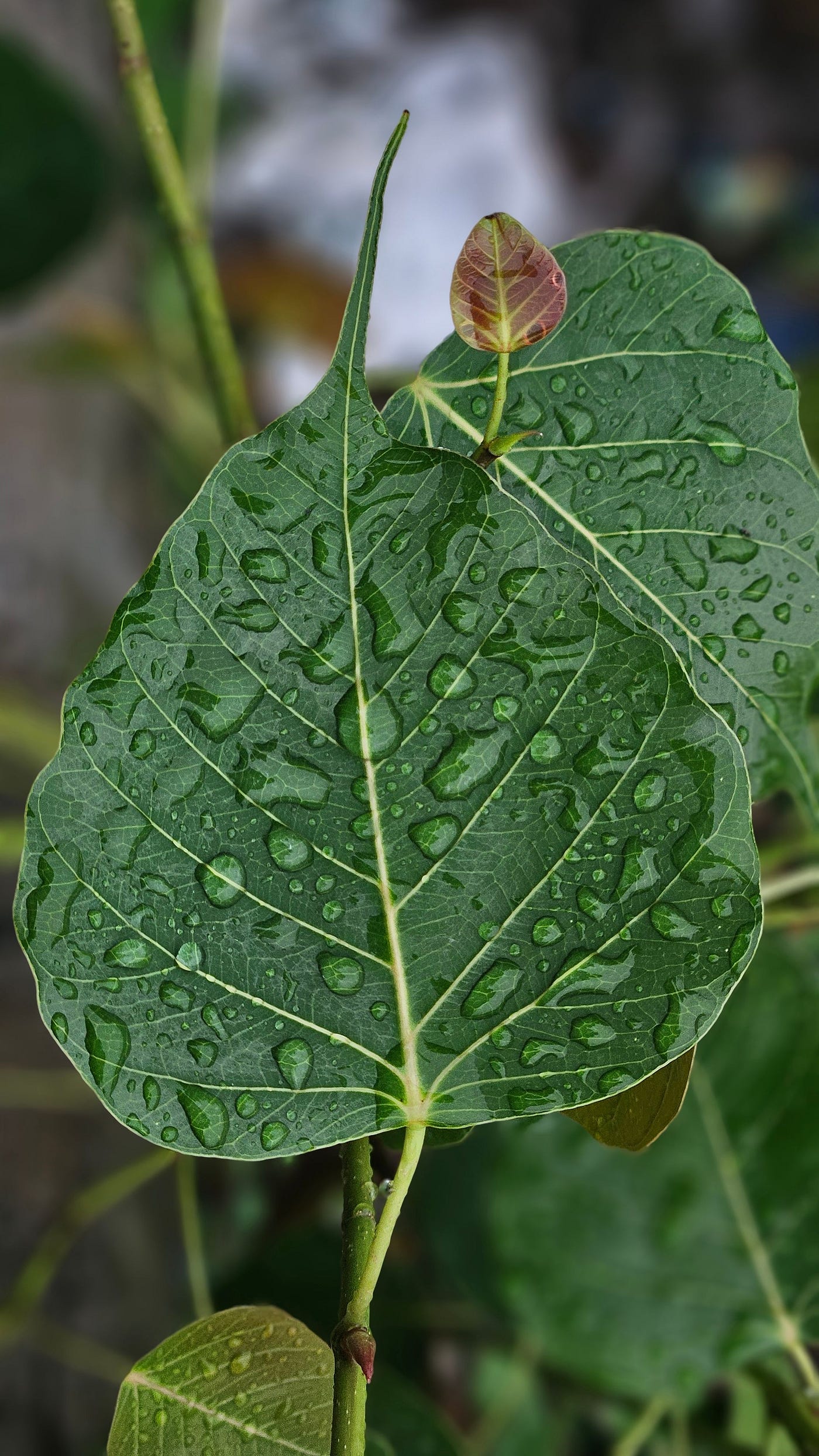 An Ashwattha Leaf