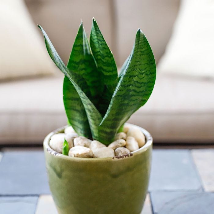 Can Small Plants Survive Without Sunlight?