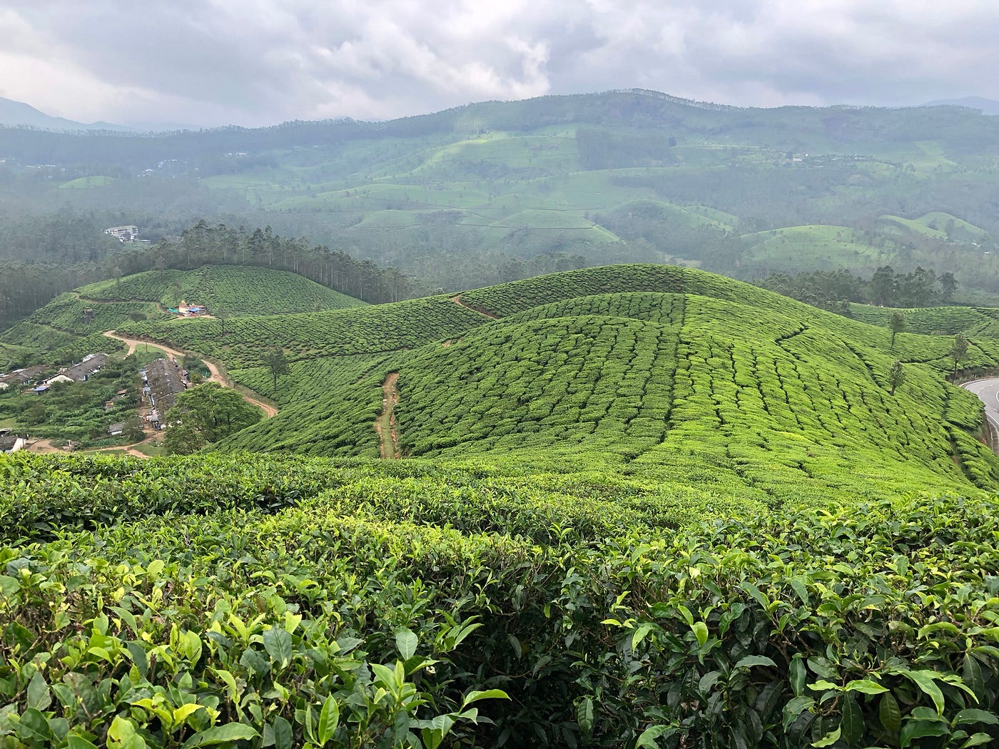 Munnar, Kerala: Man Made Beauty in Gods Own Country | by Tony Senanayake |  Medium