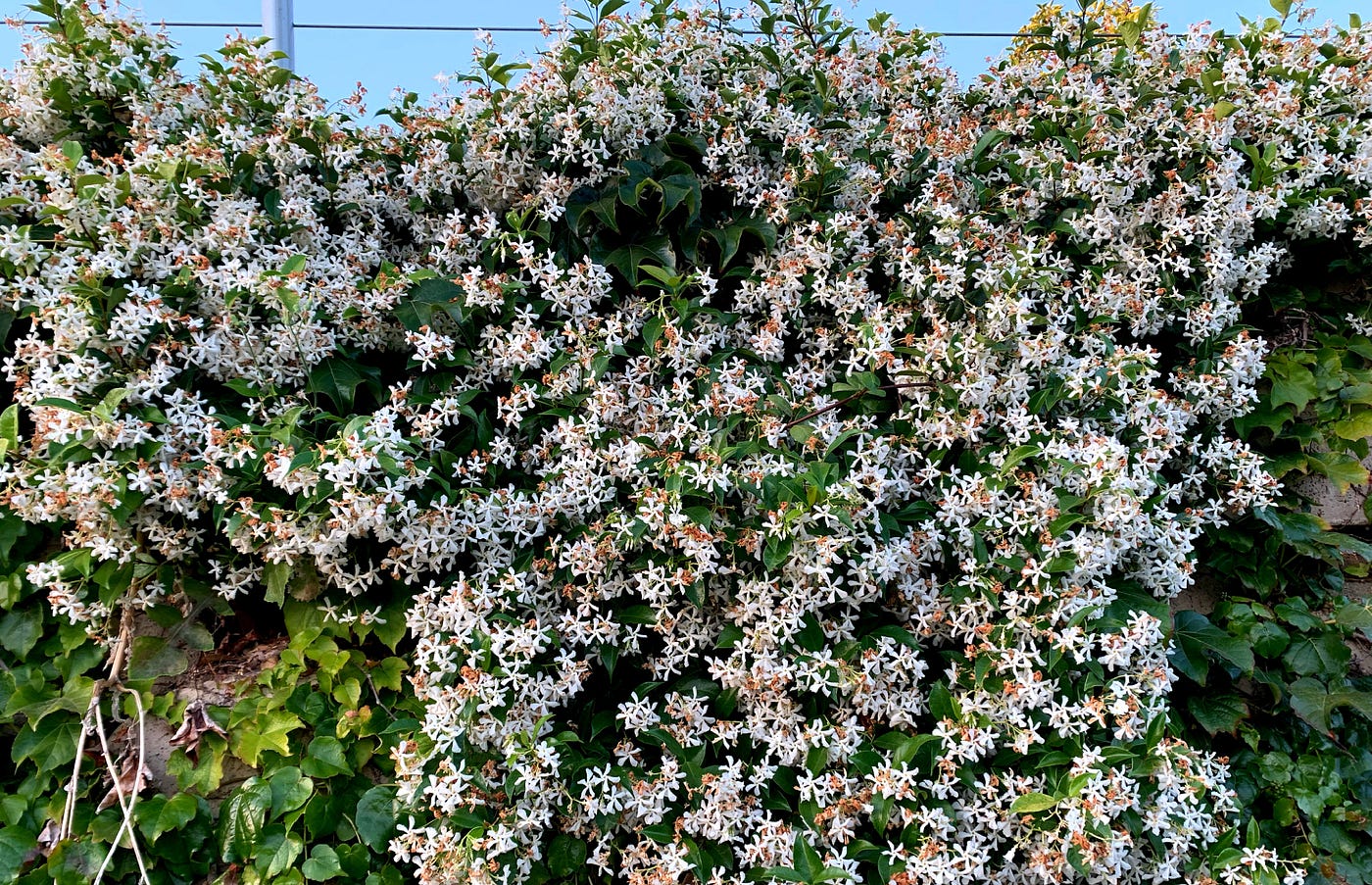 Star jasmine: Image by author