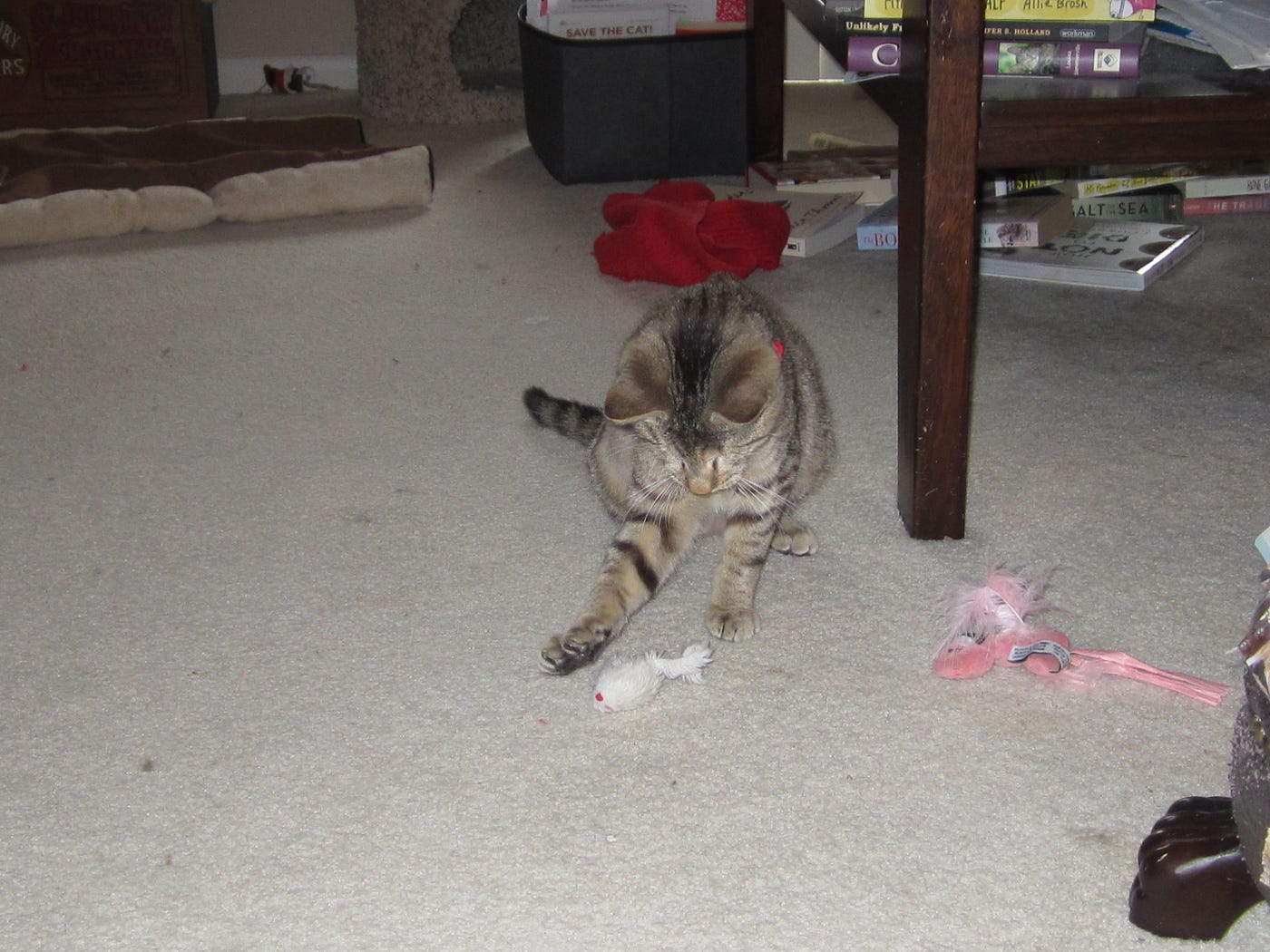 Can You Train a Cat: Proven Tips to Teach Your Feline Tricks