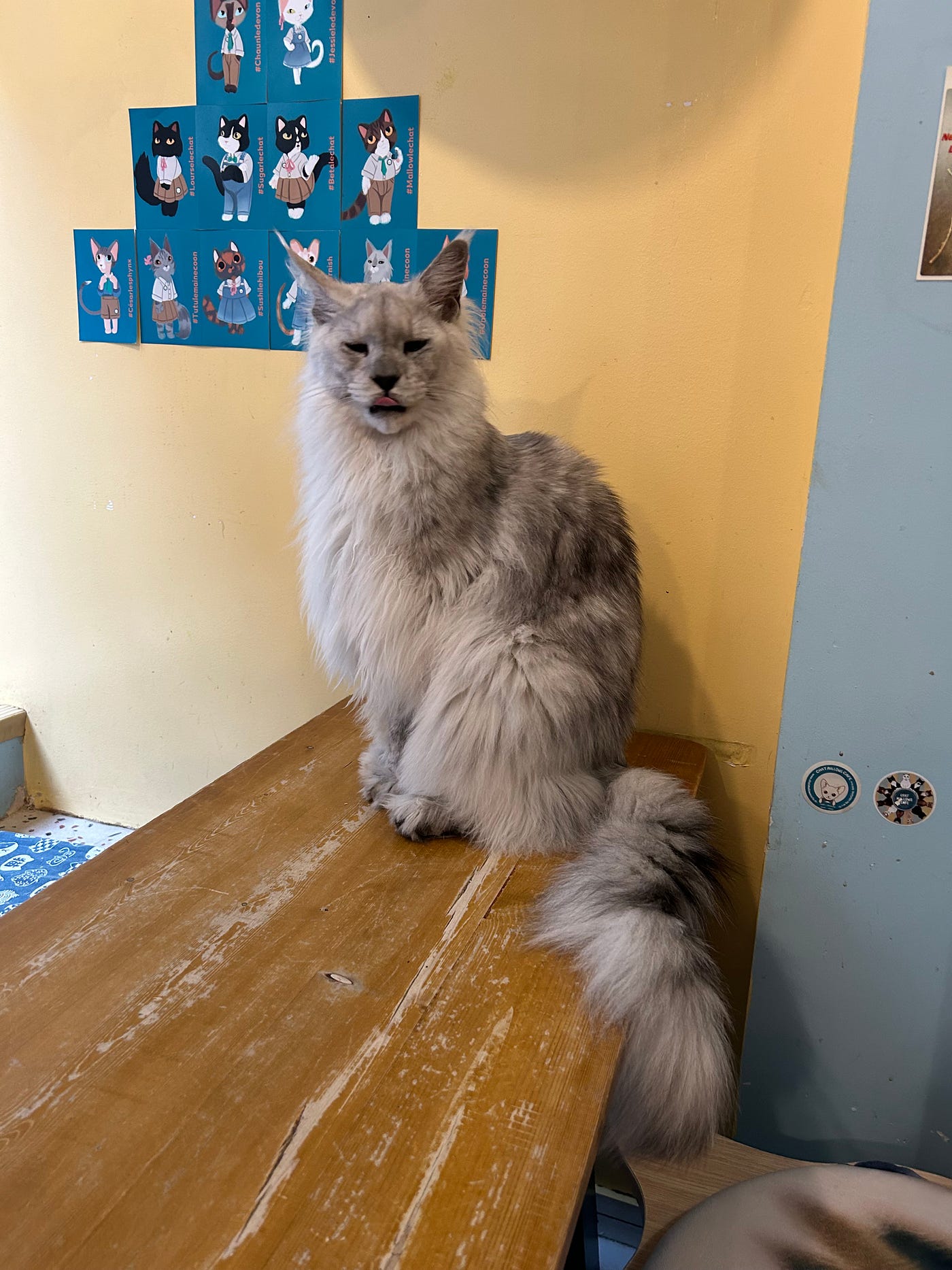 Cat Café Travels: 9 Around the World