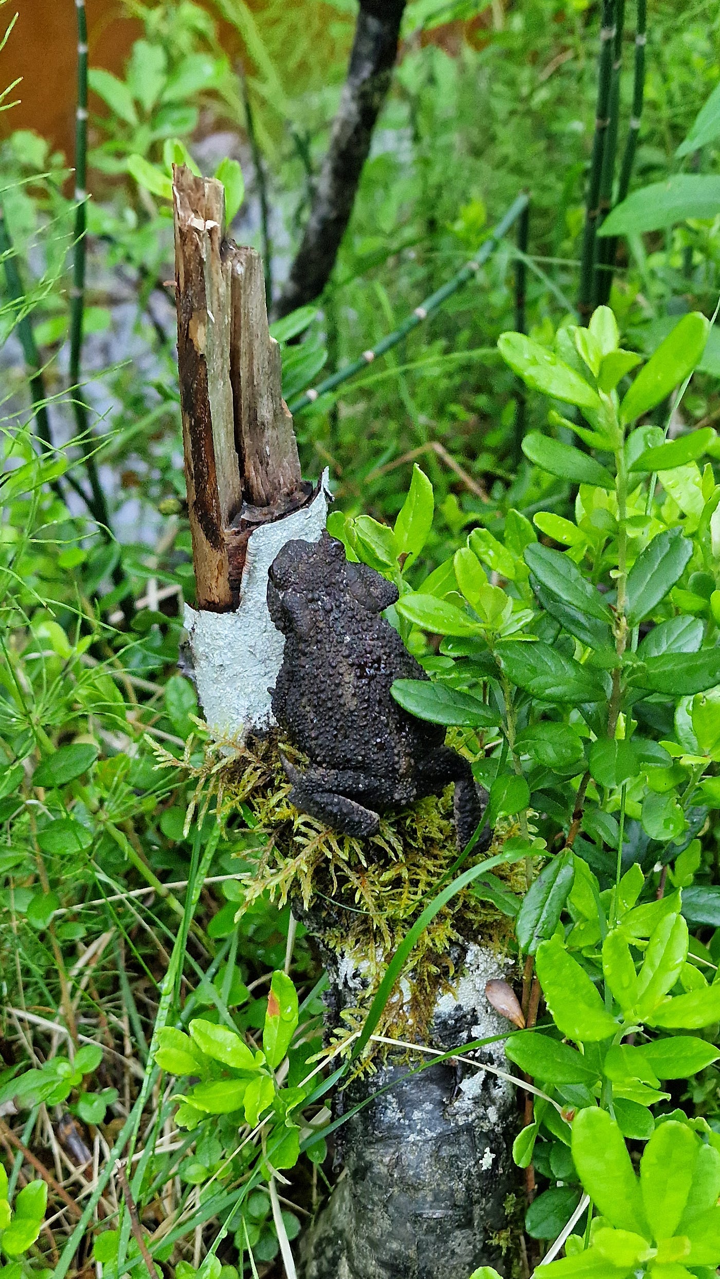 I couldn’t not share this frog friend from Korouoma