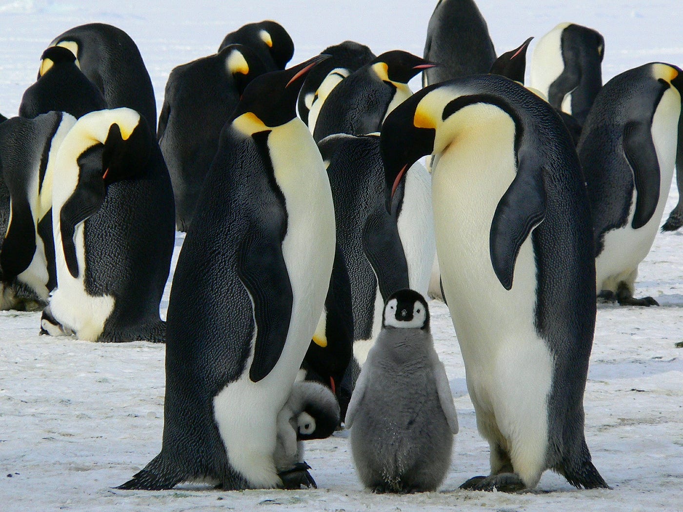 Unfreeze Penguins  Esses pinguins simpáticos precisam ser