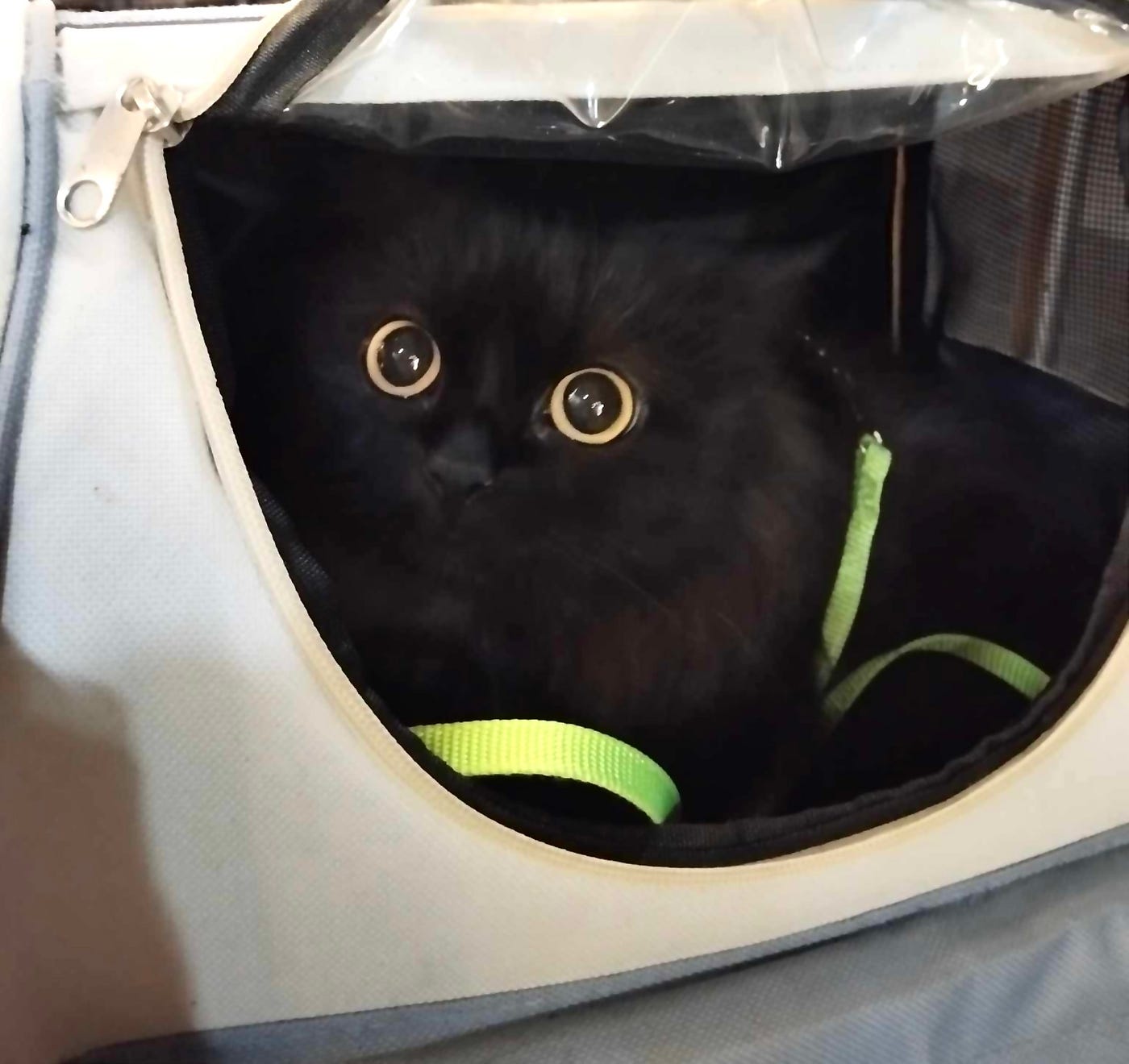 Why You Need a Travel Carrier for Cats and Small Dogs