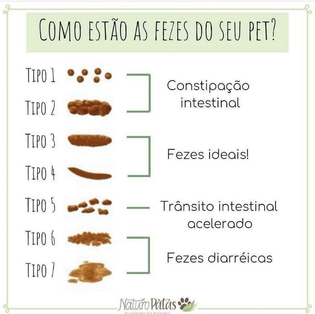 Fezes dos cães: Tudo o que precisa de saber