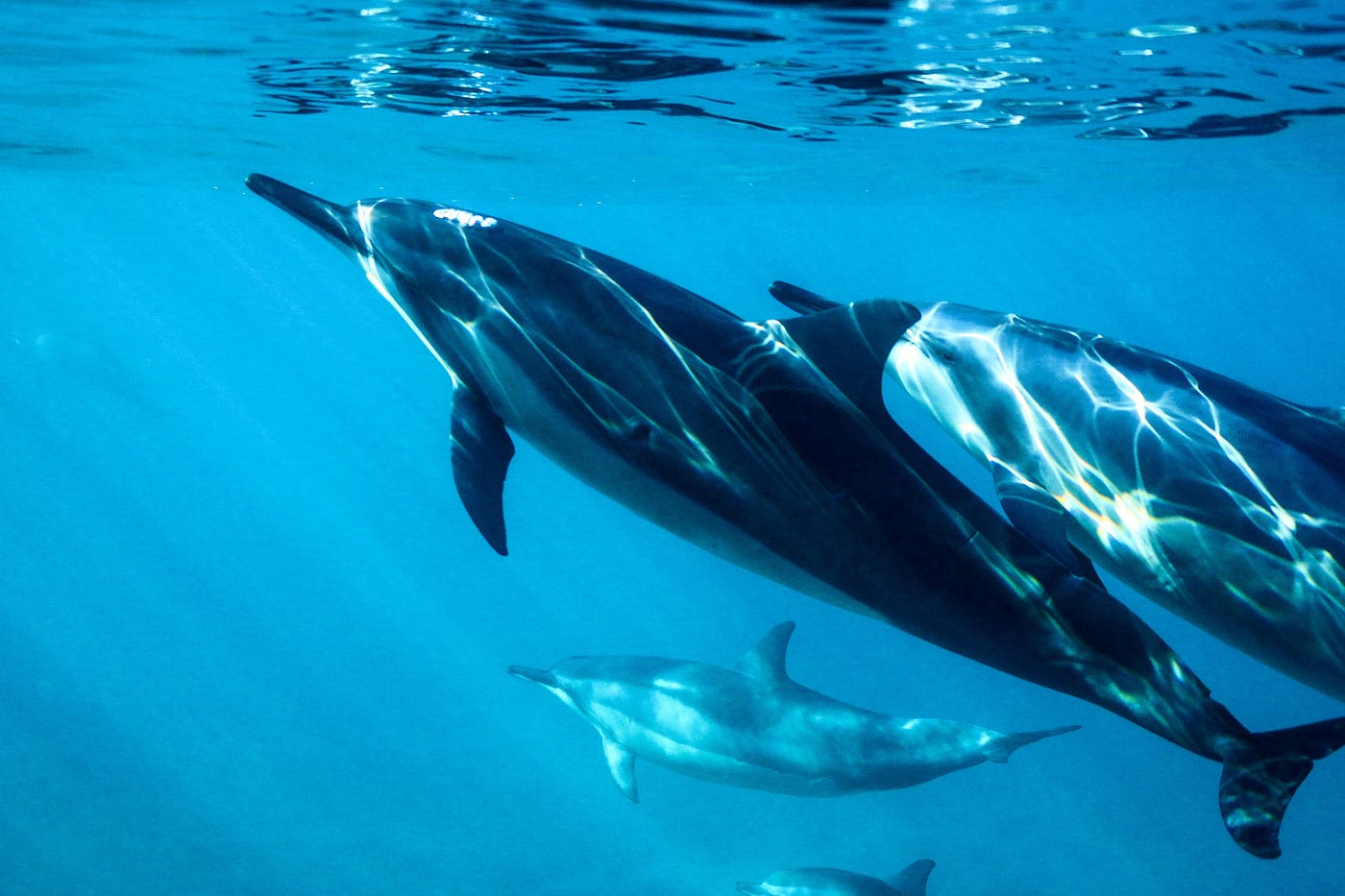 bottlenose dolphins swimming underwater