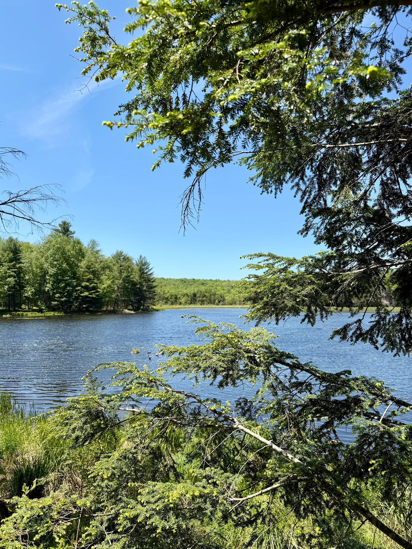 Kopac Pond Near Bowman Lake/Author Photo