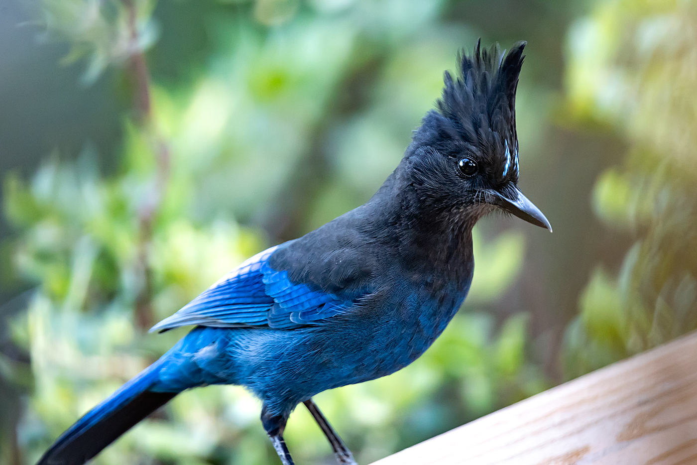 Bird watching in Santa Cruz mountains Photo stories Medium