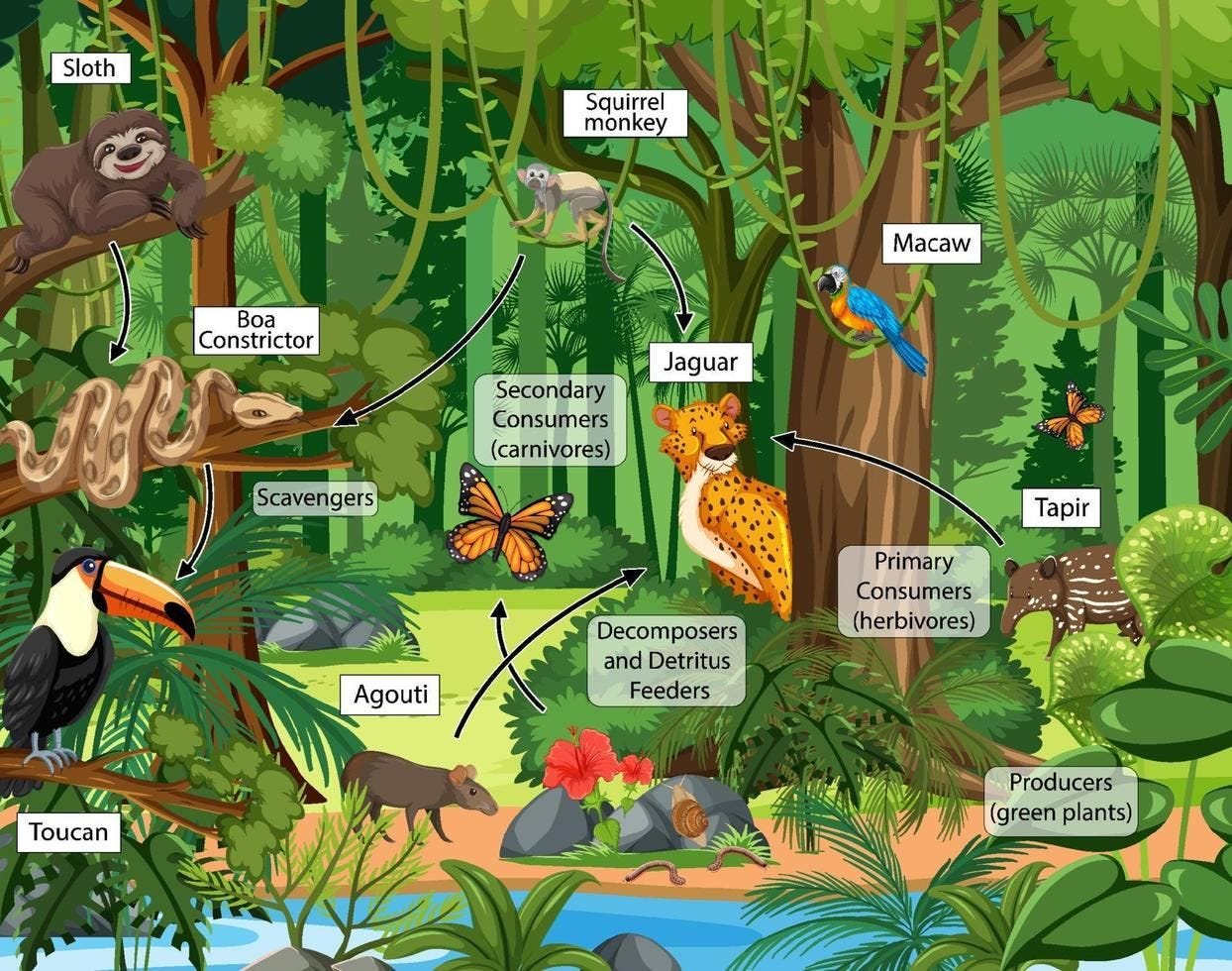 Forest food chain diagram. Certainly! Below is a simplified forest… | by Dr  Ahsanur Rahman, PHD | Dec, 2023 | Medium