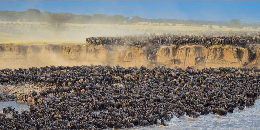 🌍 The Wildebeest Great Migration: Does It Help Their