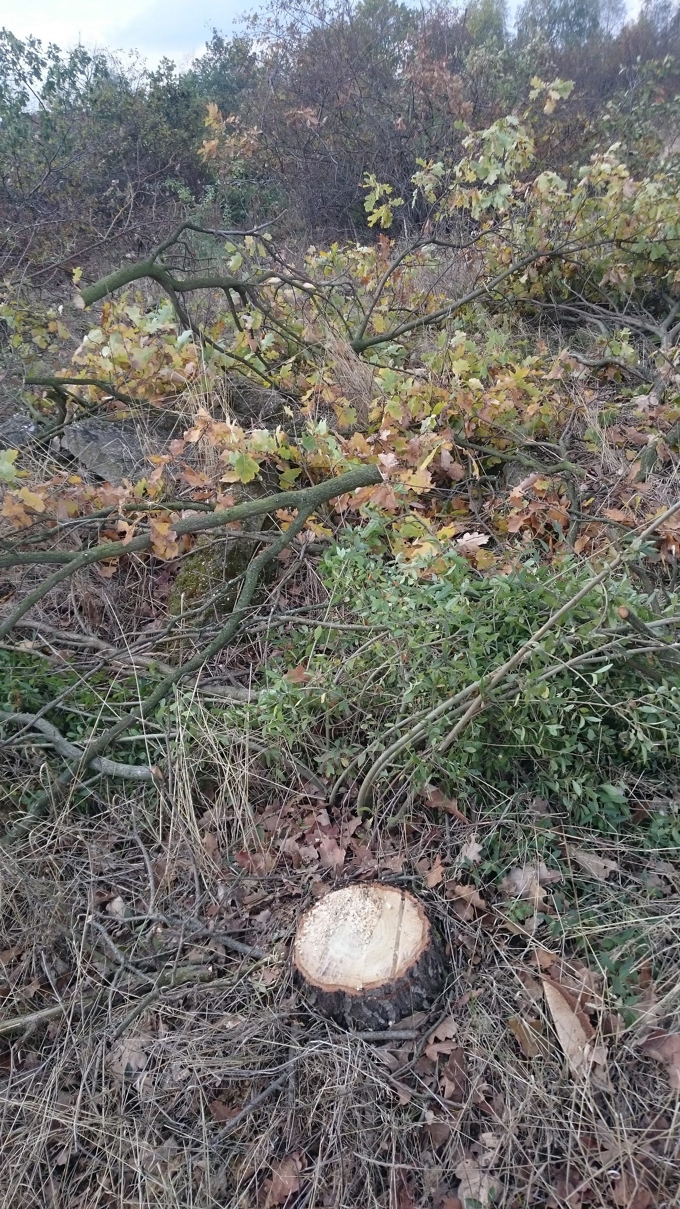 Niby Rzeczpospolita, a jednak prywatna. O drzewach