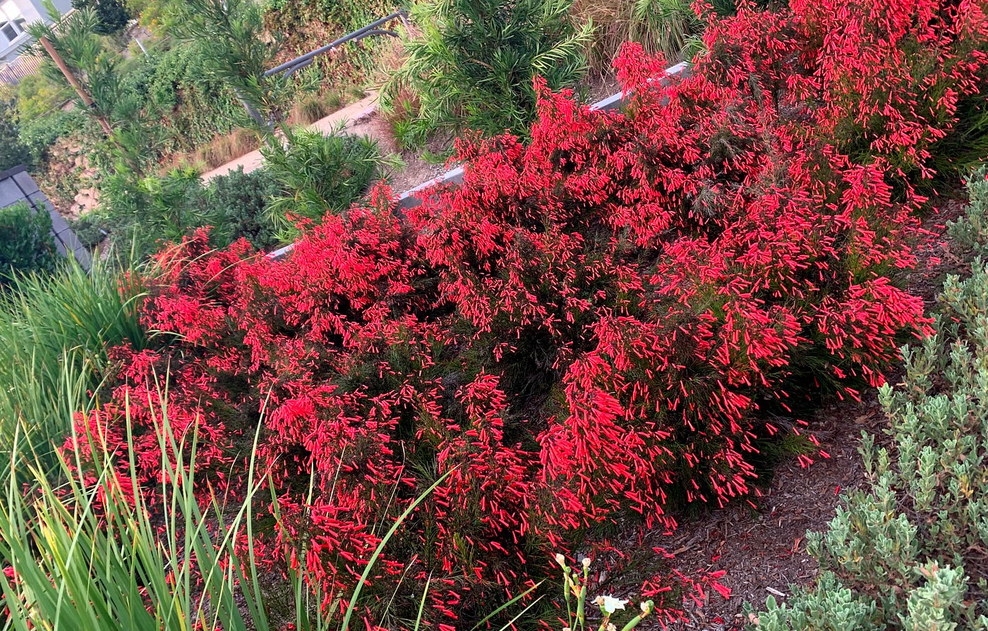 Fountain bush blooms: Image by author