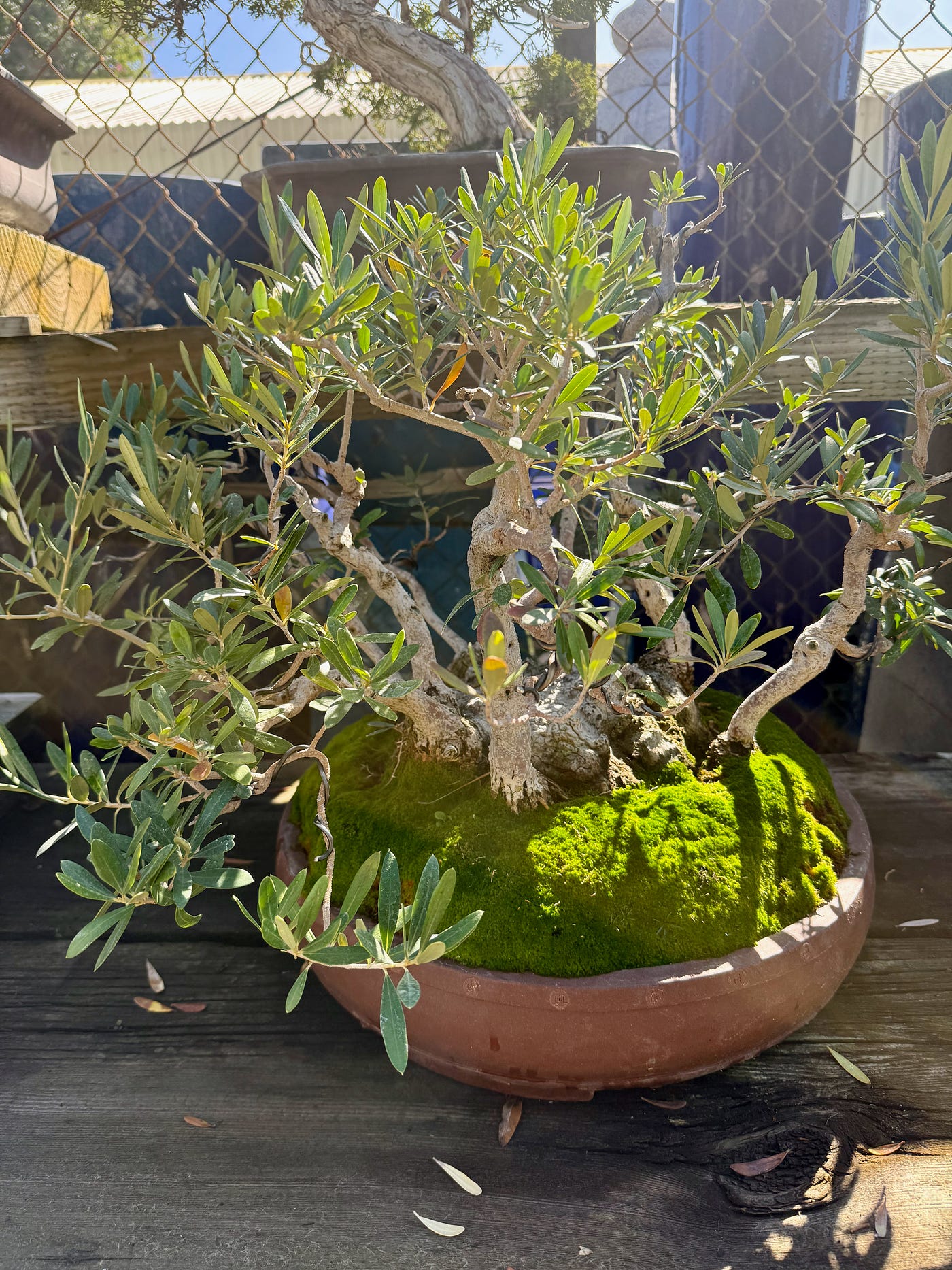 The Art of Raising Bonsai (and a Boy) | by Eda Benjakul | Medium