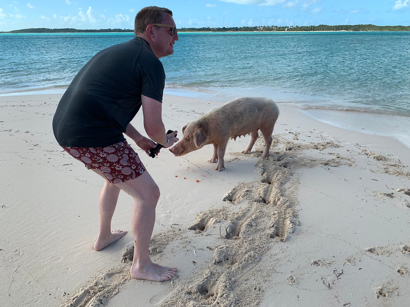 Staying at Sandals Emerald Bay? Swim with the pigs! | by Rhys Adams | Medium