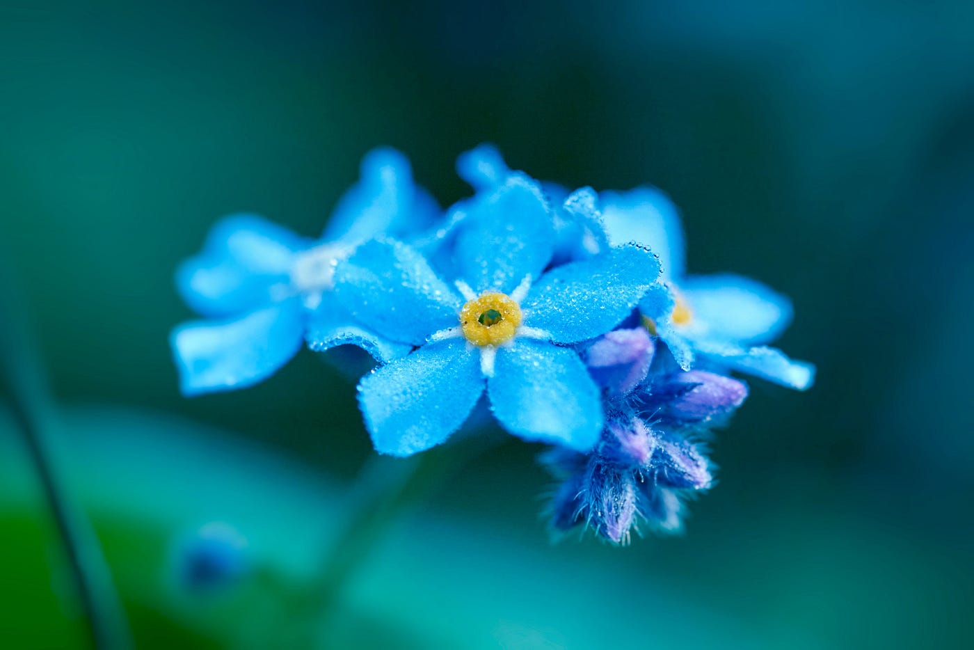 Forget-Me-Not Flowers: Their Meaning and Symbolism, by Raul Cornelius
