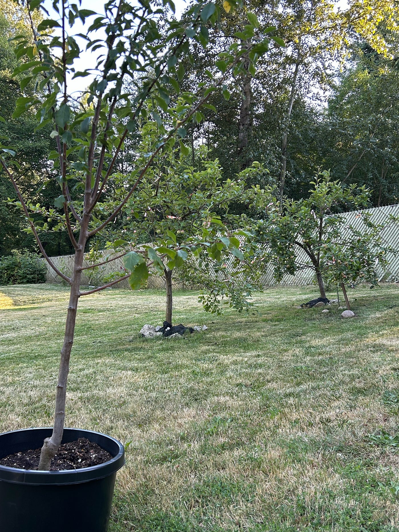 plum tree ready to plant near apple trees (R), pear trees, and peach tree (to L out of pic), author’s photo