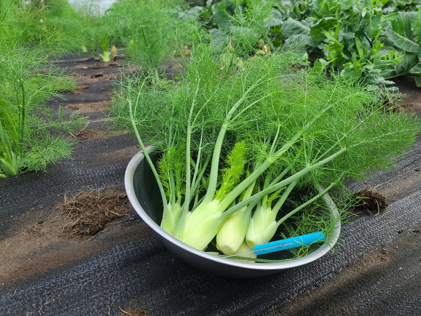 Gratin of Potatoes and Fennel