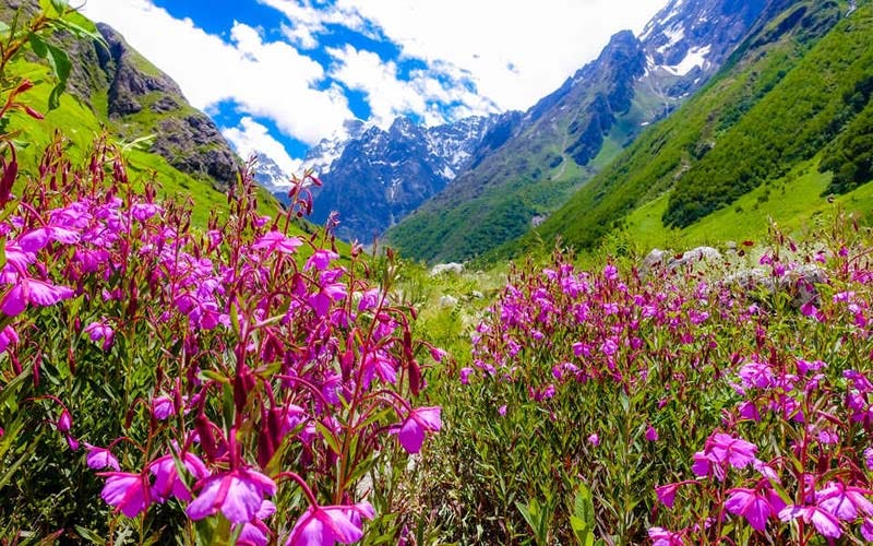 The Incredible Natural Wonders of India! | by Trip Counselors | Medium