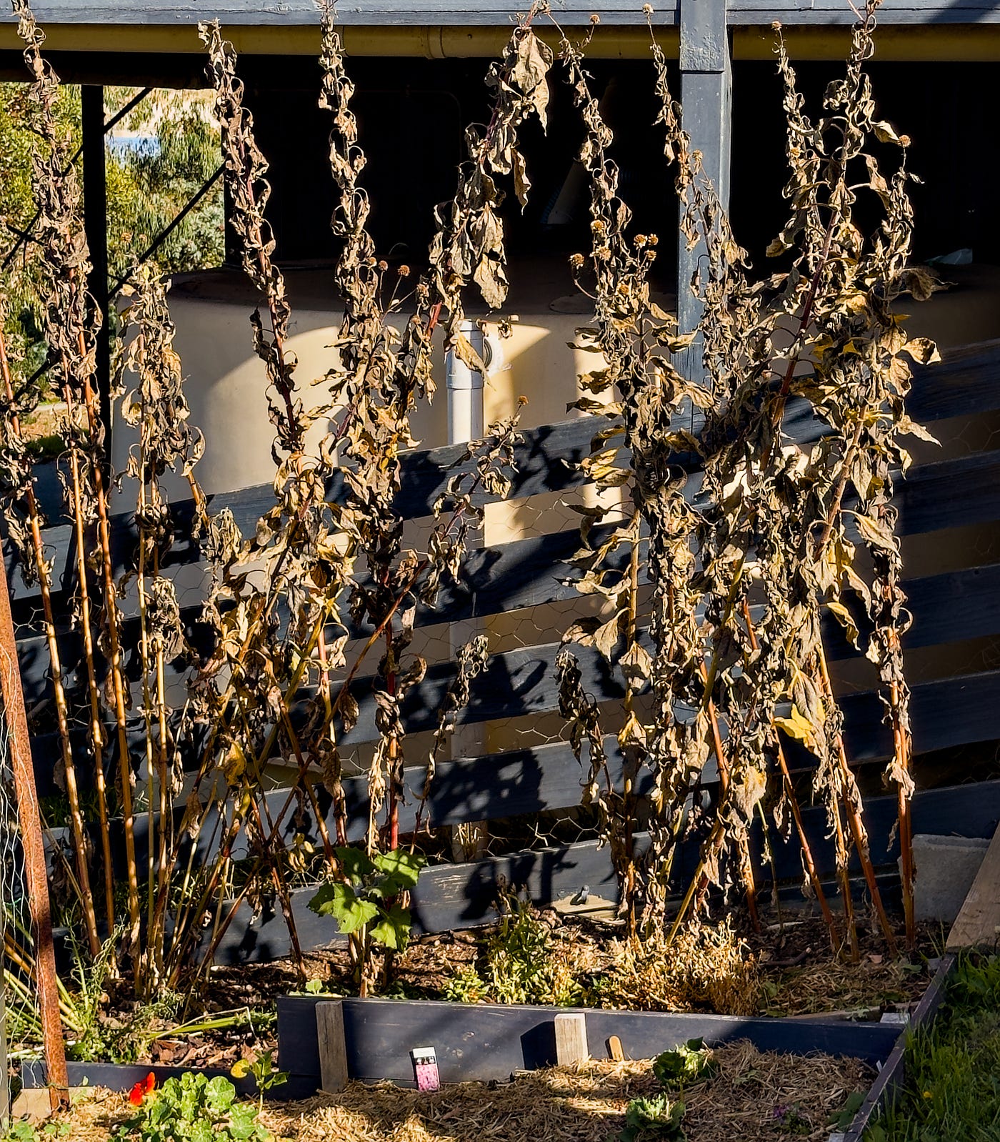 It is early winter and the foliage has died off. The artichoke tubers are ready to harvest.