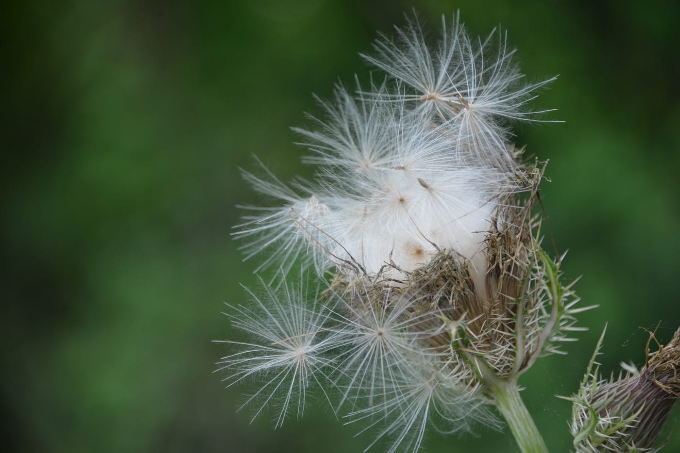 The Beauty of Wildflowers. A field of flowers filled with life, by Anne  Bonfert, Weeds & Wildflowers