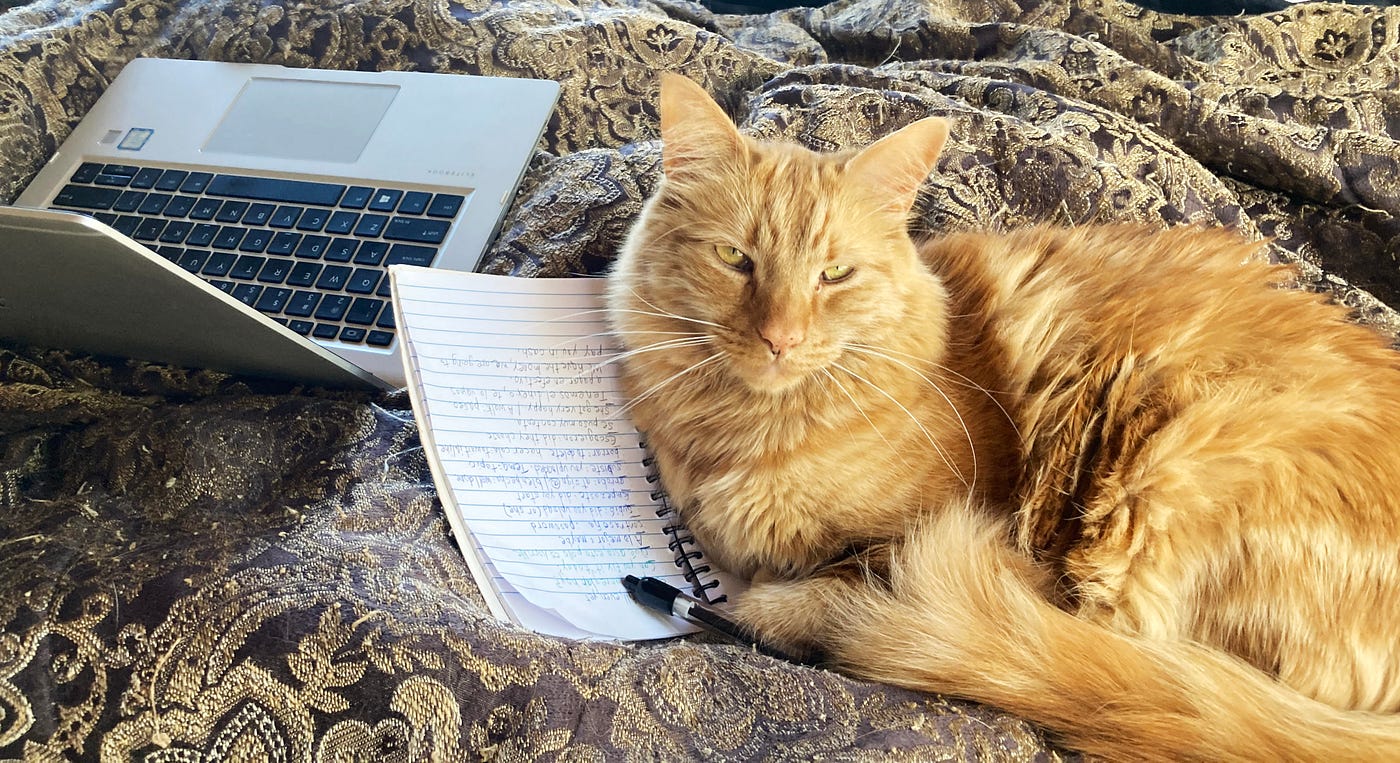 Simba does whatever he wants. (Photo by author)