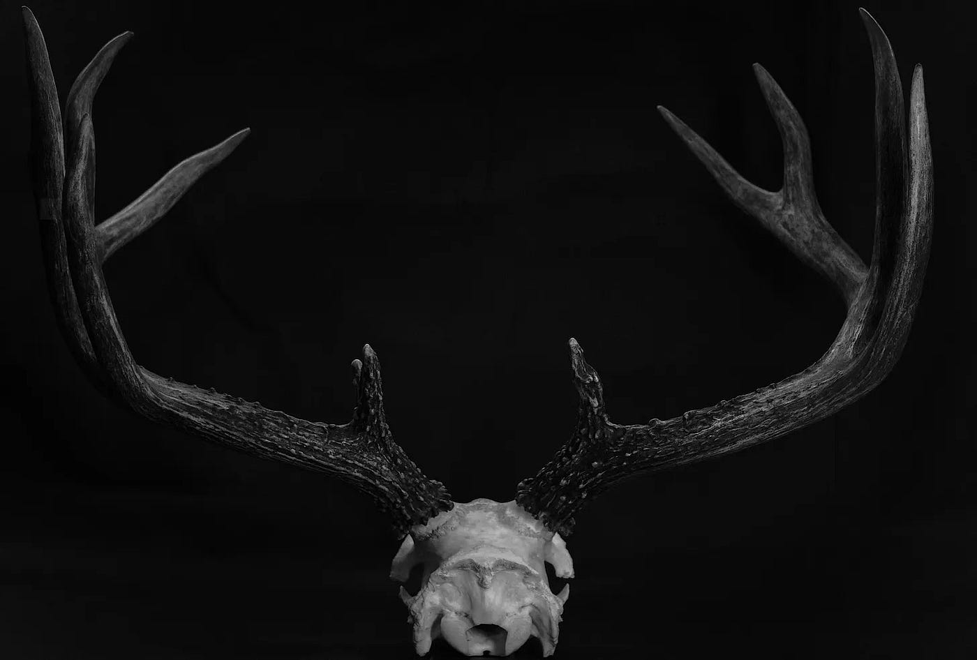 Most people look at antlers through score and symmetry. ASTAS & Co. looks at line, proportion, tension, and presence.