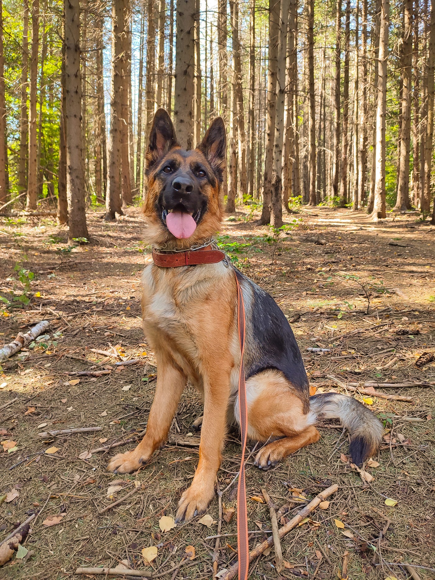 German Shepherd Dog: A Comprehensive Guide to Considerations Before Adoption