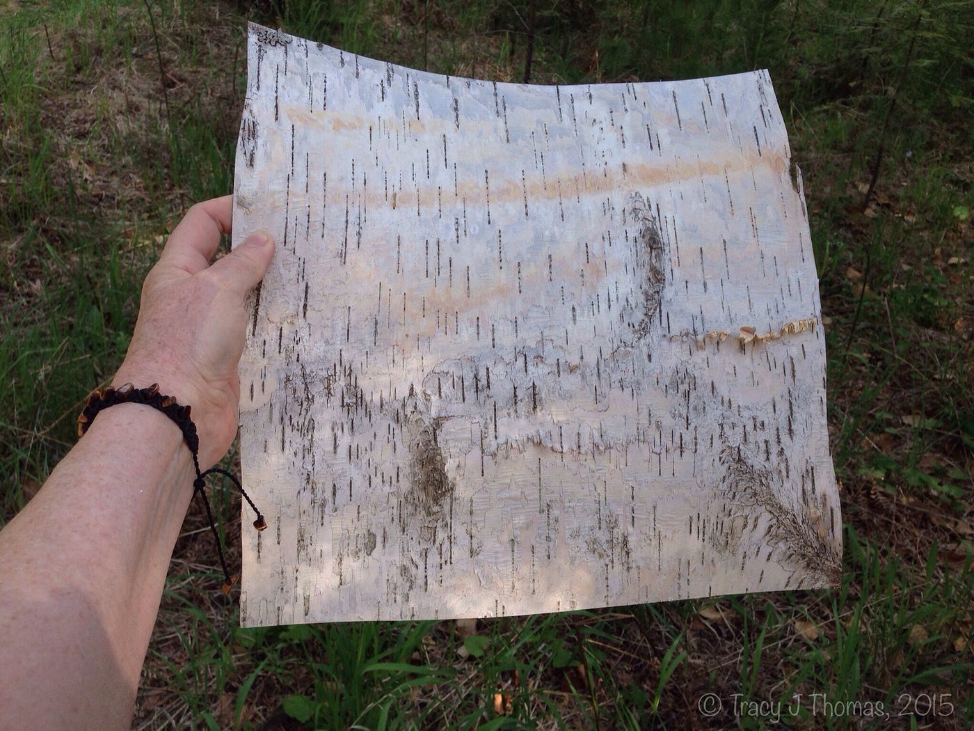 birch-bark-the-gifts-of-a-fallen-tree-by-tracy-j-thomas-medium