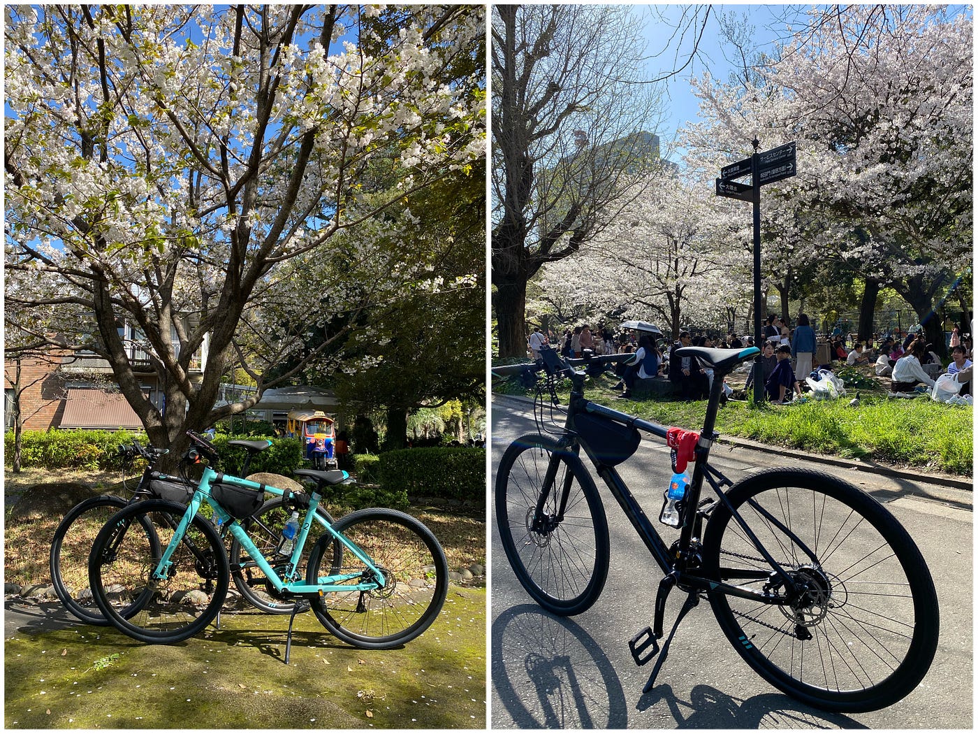 Hibiya: Diving into the festive spring atmosphere of Hibiya Park.