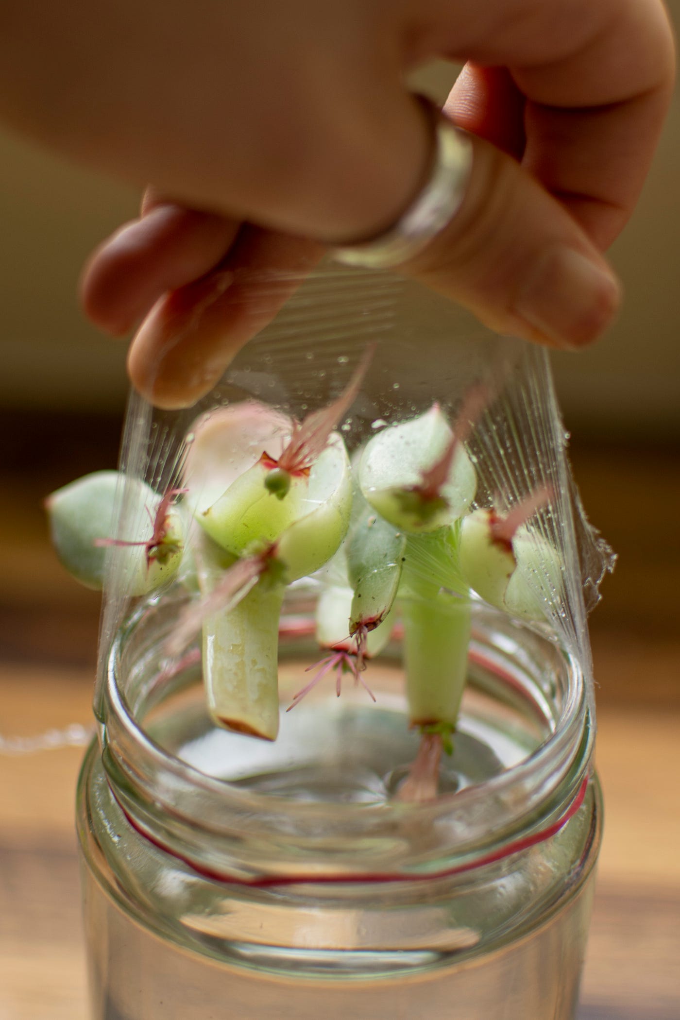 The loving act of propagating and sharing succulents. | by Irene Campi |  Medium