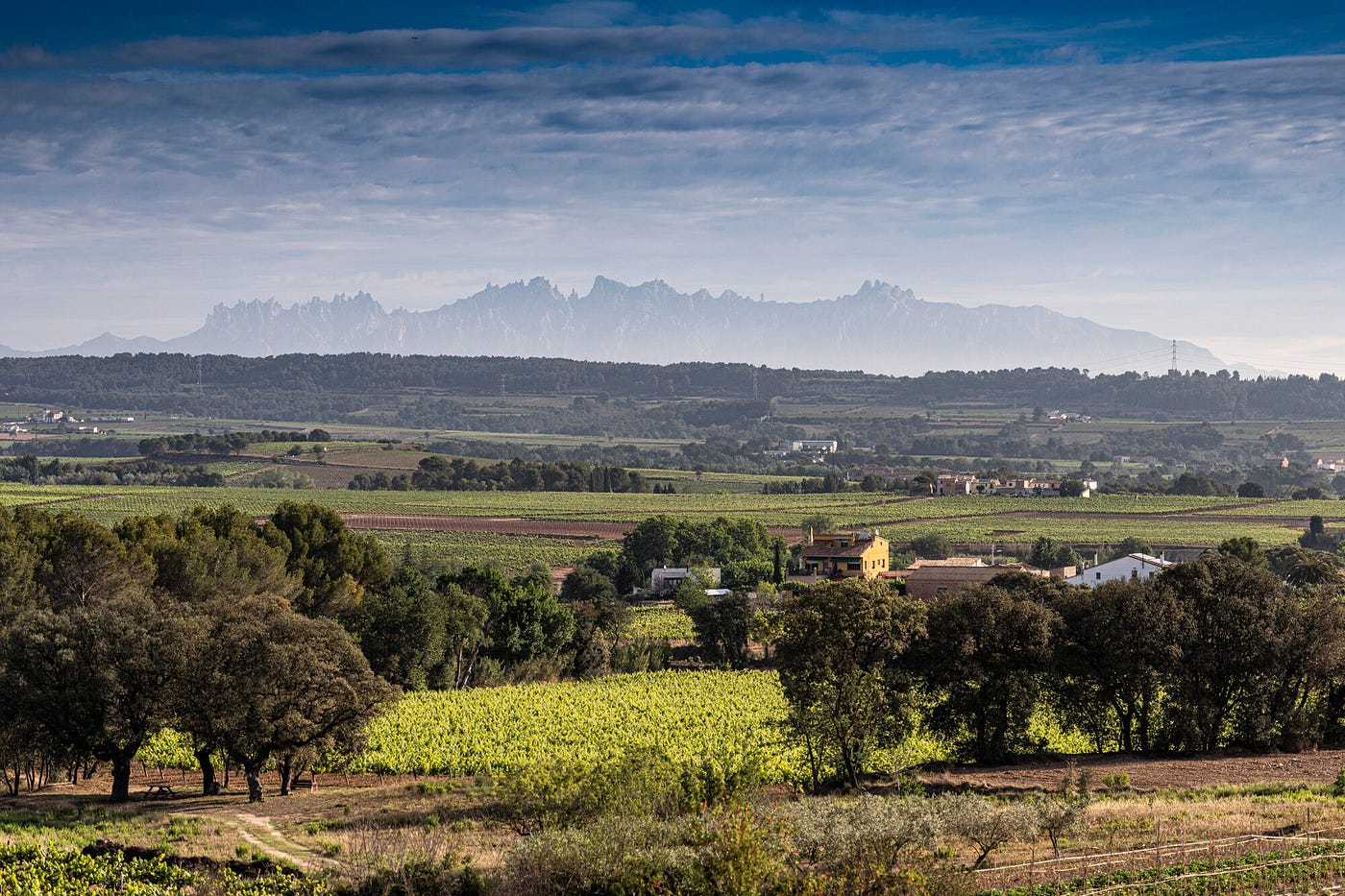 Best Wineries Near Barcelona: A Guide to the Penedès Wine Region