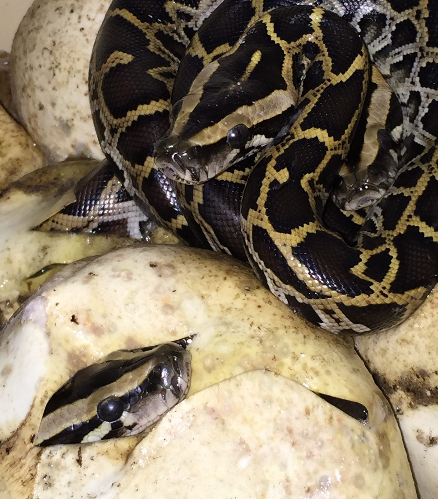 Burmese Python