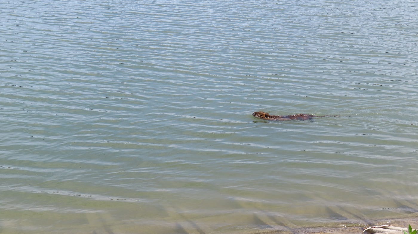 昆陽池公園 ヌートリア 1匹 7月8日