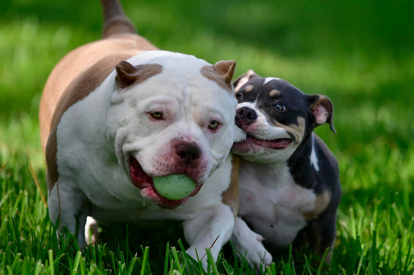 American Bully Dog: Breed Overview, Traits, And Care - WAF