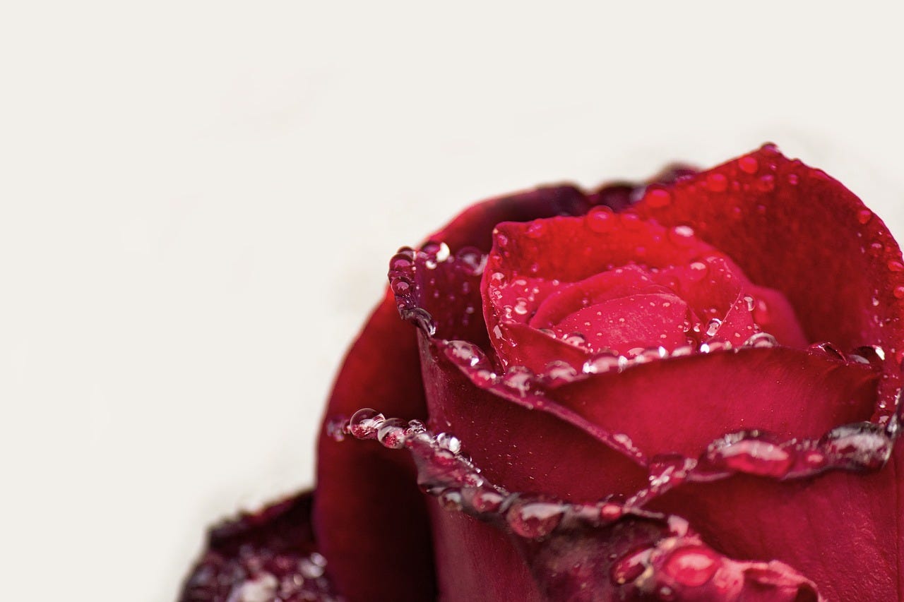 Raindrops on roses: the gorgeousness of floral fragrance